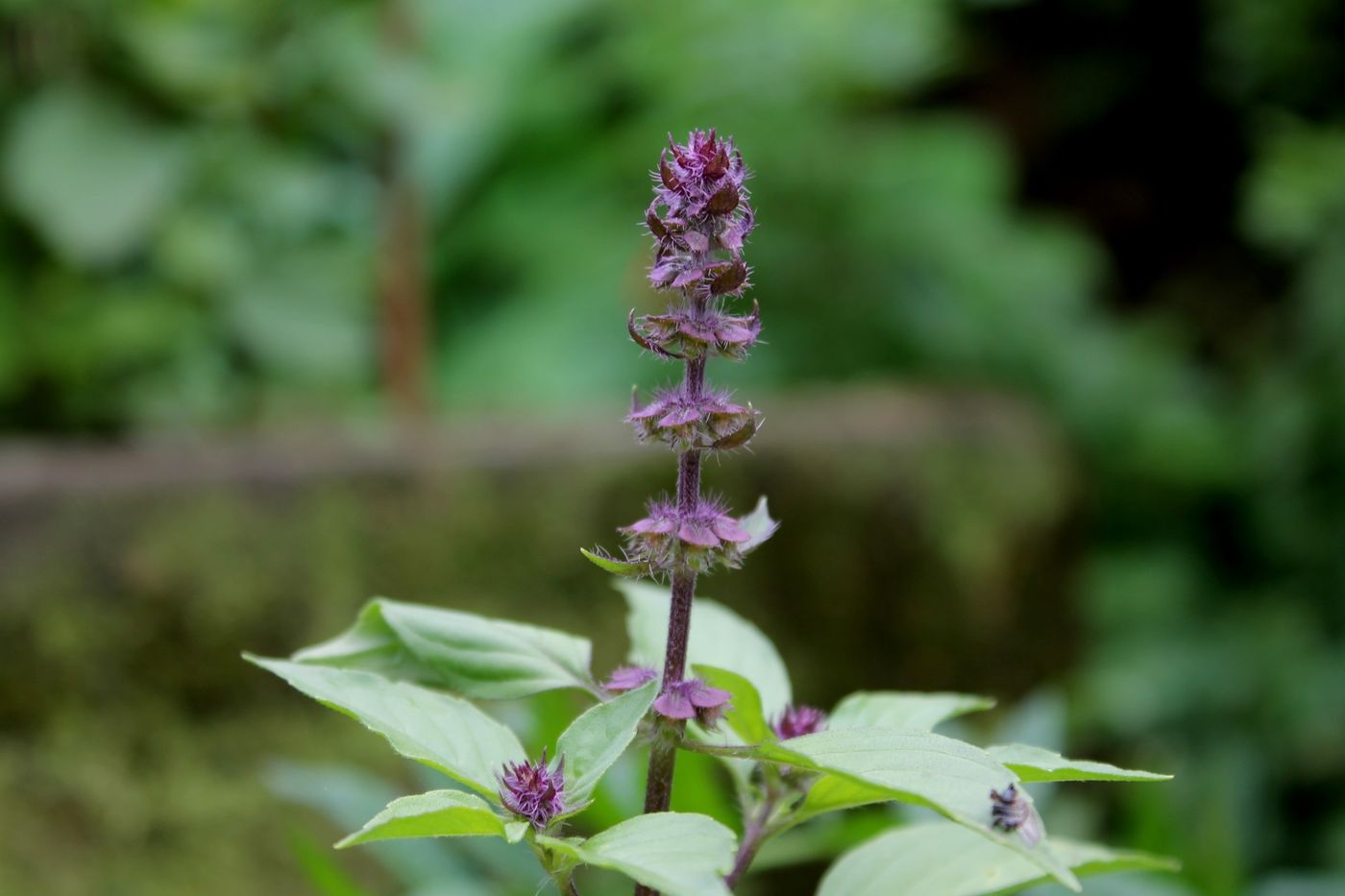 Flowering Thai basil — pinch blooms if you want more cooking leaves