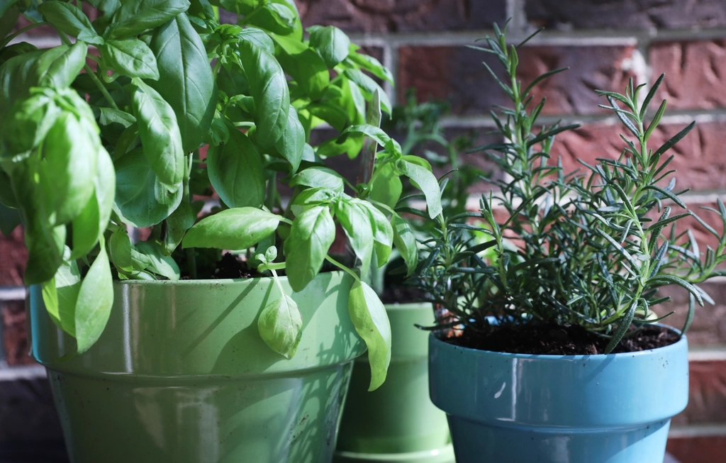 Indoor plant row in apartment light