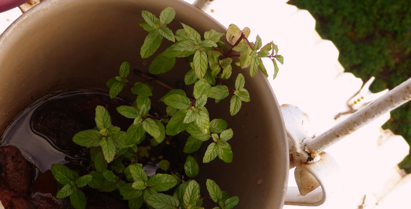 Young mint in a pot — trim leaf pairs, not flower spikes