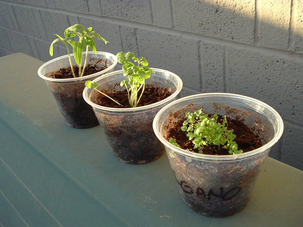 Oregano seedlings in a labeled cup (with tomato starters nearby)