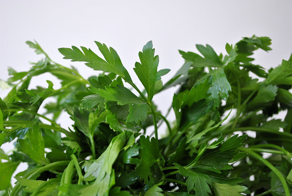 Parsley on a board — harvest outer stems, leave the crown