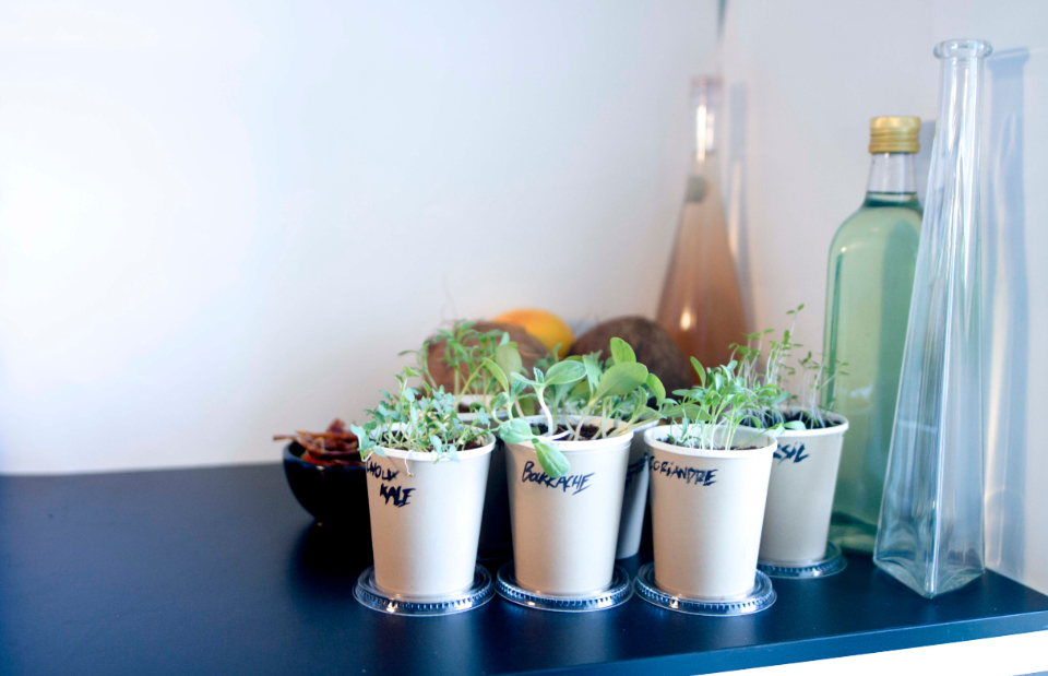 Small pots lined up in soft light