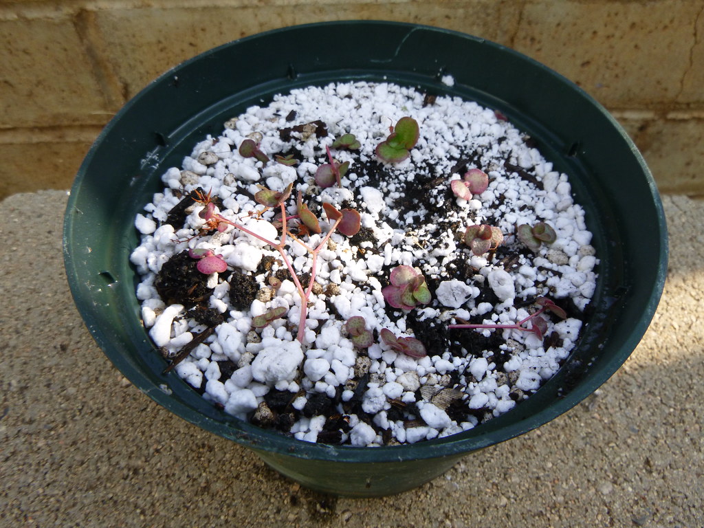 Young seedlings for an indoor herb start